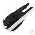 Крылья Вороны Veniard Crow Wings